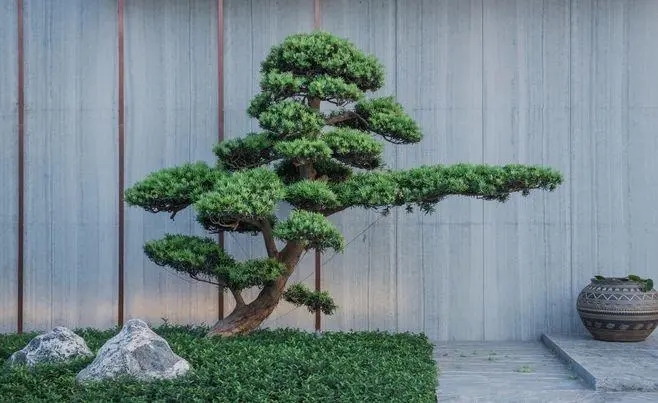 介休景观松种植基地